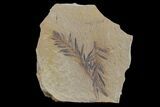 Dawn Redwood (Metasequoia) Fossil - Montana #153713-1